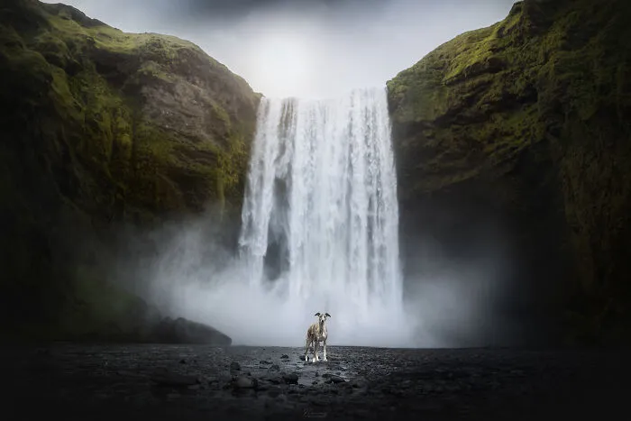 Silva The Whippet Being Brave In Front Of Skogafoss