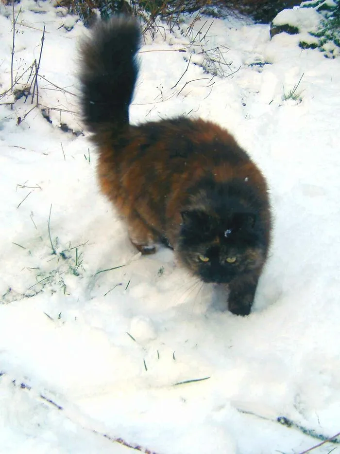 Bella's First Snowfall