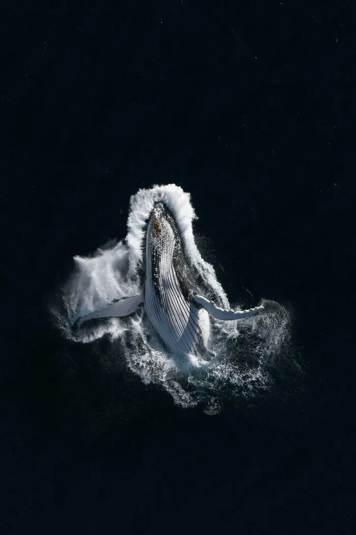 Wildlife Photographer Of The Year, 3rd Place Winner Nicholas Holton