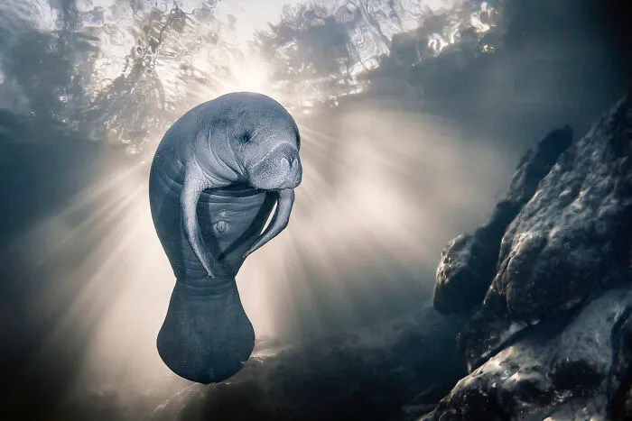Conservation (Hope) Photographer Of The Year, 1st Place Winner Sylvie Ayer