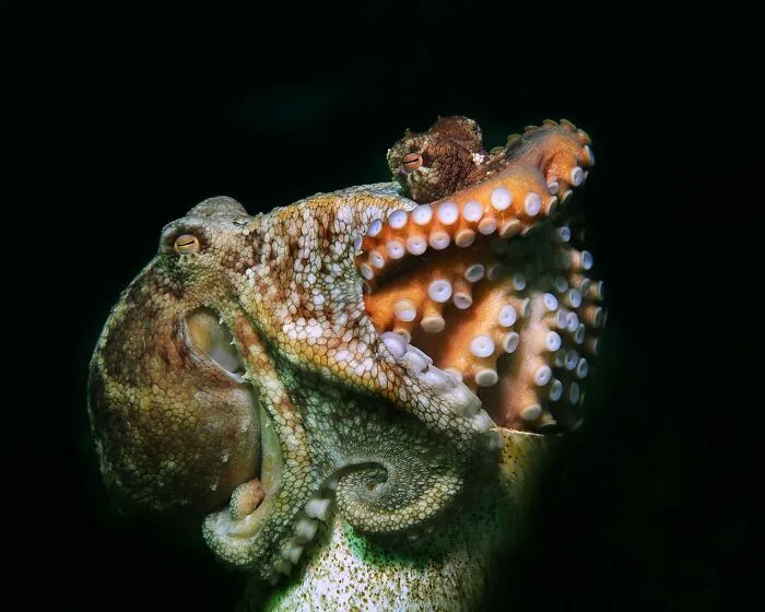 Conservation (Hope) Photographer Of The Year, 2nd Place Winner Jules Casey