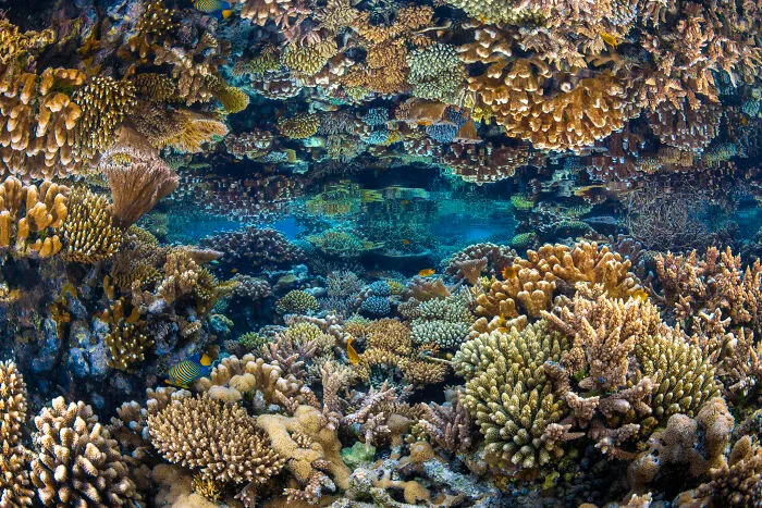 Conservation (Hope) Photographer Of The Year, 3rd Place Winner Gabriel Barathieu