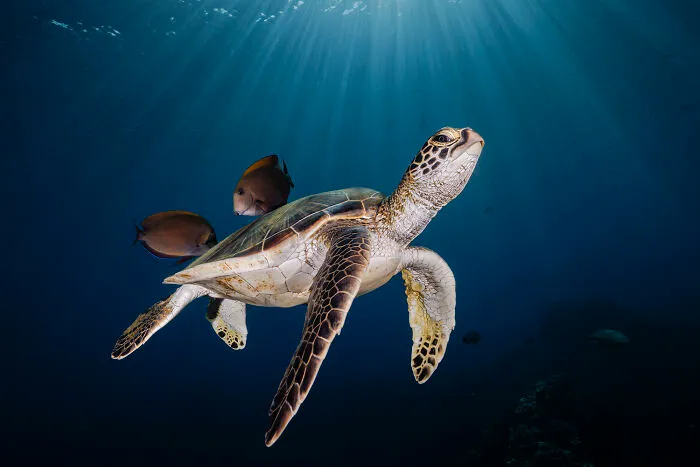 Ocean Portfolio Award, 2nd Place Winner Renee Capozzola