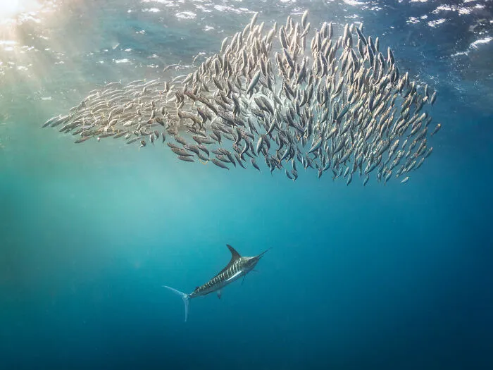 Ocean Portfolio Award, 3rd Place Winner Kat Zhou