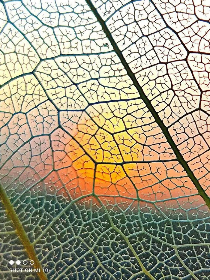 Sunset Stories: 17 Pics Of People's Silhouettes, Plants And Insects By This Photographer