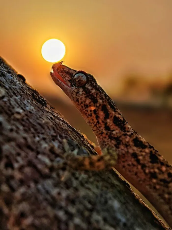 Sunset Stories: 17 Pics Of People's Silhouettes, Plants And Insects By This Photographer