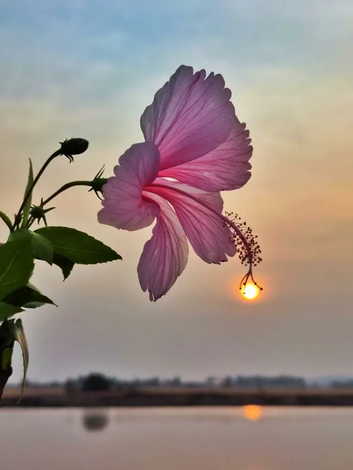Sunset Stories: 17 Pics Of People's Silhouettes, Plants And Insects By This Photographer