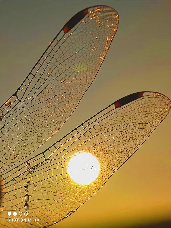 Sunset Stories: 17 Pics Of People's Silhouettes, Plants And Insects By This Photographer