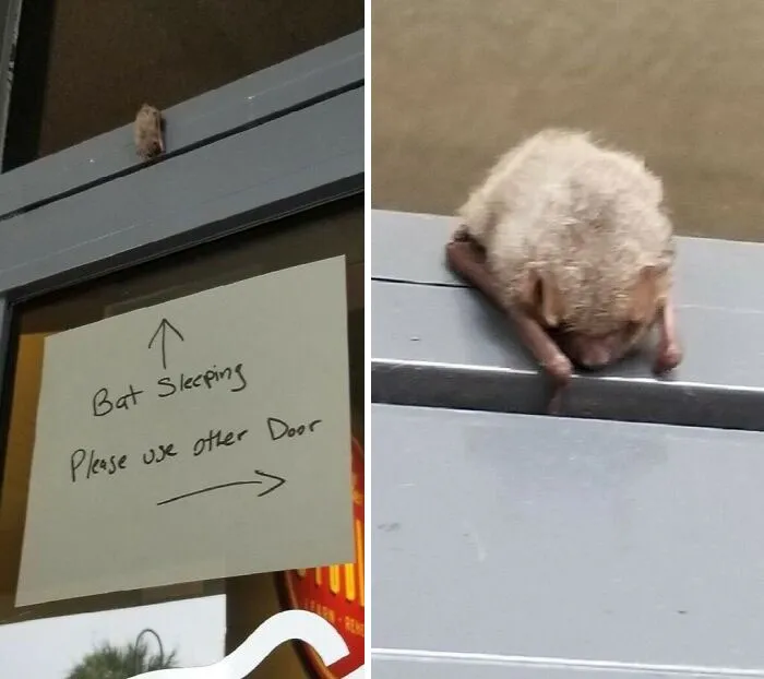 Please Do Not Wake Up Sleeping Sky Squeaker