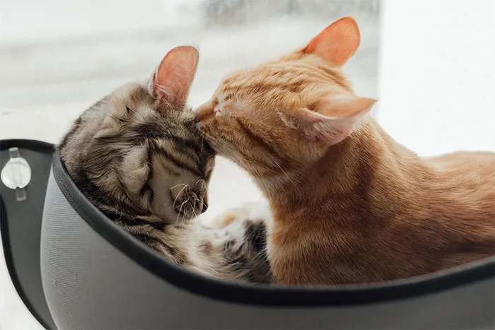 20 Conceptos básicos que causaron divertidos malentendidos en las mentes infantiles