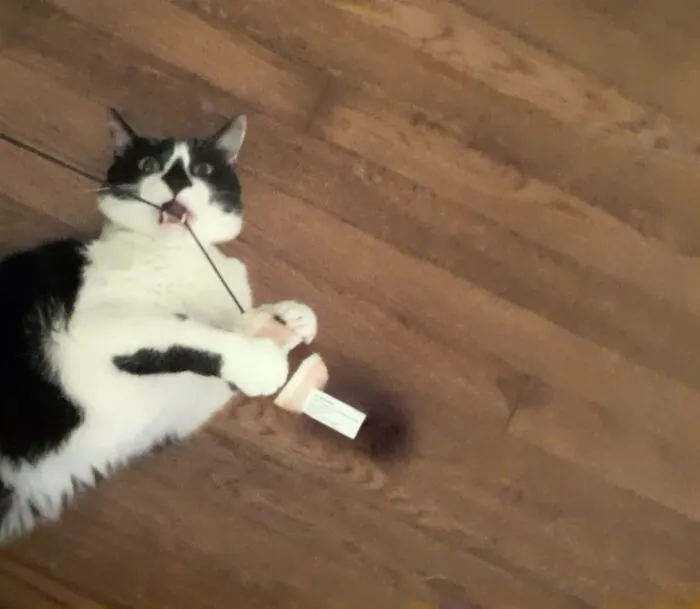 He Got A New Toy!