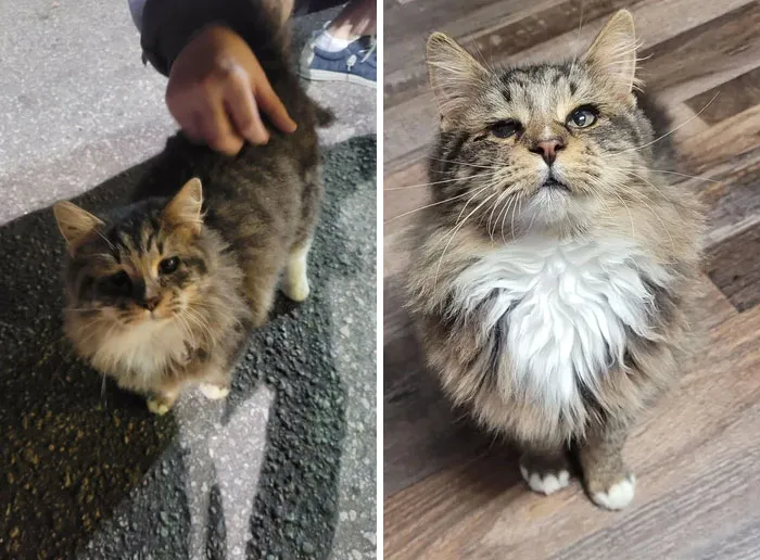 Cat Adopted Me At Waffle House