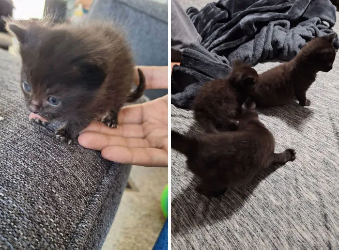 All 3 Beans Are Bottle Babies. The 2 Girls Are Being Adopted By My Mother-In-Law But The Boy Is Staying With Us