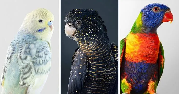Professional Photographer Captures Perfectly Posed Birds In Her Photo Series (37 New Pics)