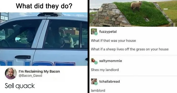 “Animals Doing Things”: 50 Funny And Wholesome Animal Memes And Pics To Make You Smile