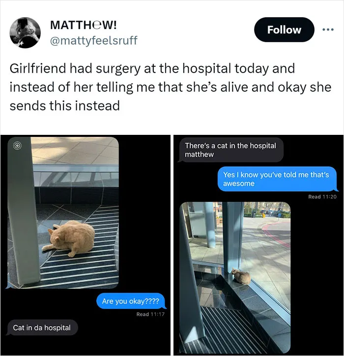 “Animals Doing Things”: 50 Funny And Wholesome Animal Memes And Pics To Make You Smile