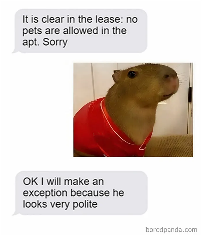 “Animals Doing Things”: 50 Funny And Wholesome Animal Memes And Pics To Make You Smile