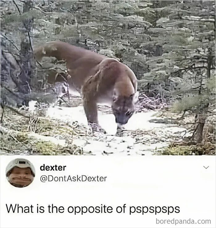 “Animals Doing Things”: 50 Funny And Wholesome Animal Memes And Pics To Make You Smile