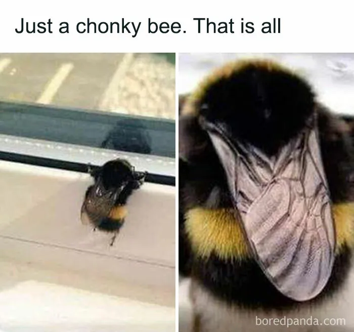 “Animals Doing Things”: 50 Funny And Wholesome Animal Memes And Pics To Make You Smile
