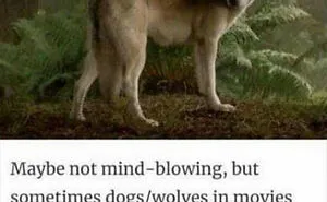“Animals Doing Things”: 50 Funny And Wholesome Animal Memes And Pics To Make You Smile