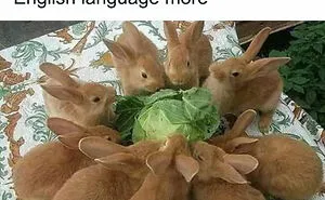 “Animals Doing Things”: 50 Funny And Wholesome Animal Memes And Pics To Make You Smile