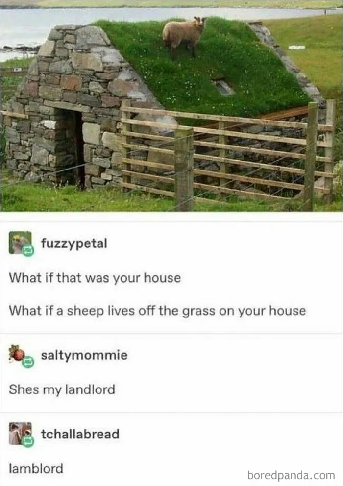 “Animals Doing Things”: 50 Funny And Wholesome Animal Memes And Pics To Make You Smile