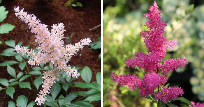 How to Grow & Care for Astilbe Plants: Everything from A to Z