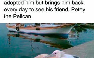 35 Wholesome Memes To Restore Your Faith In Humanity
