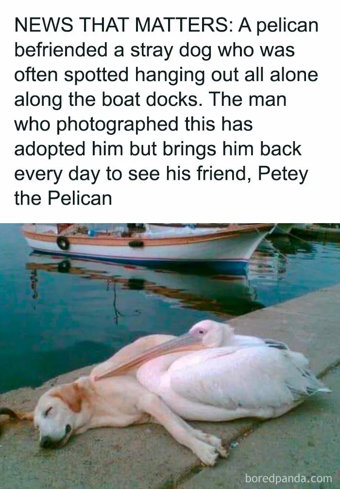 35 Wholesome Memes To Restore Your Faith In Humanity