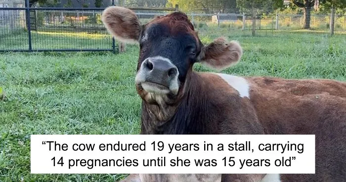 This Blind Cow Can’t Stop Cuddling With The People Who Rescued Her From A Dairy Farm