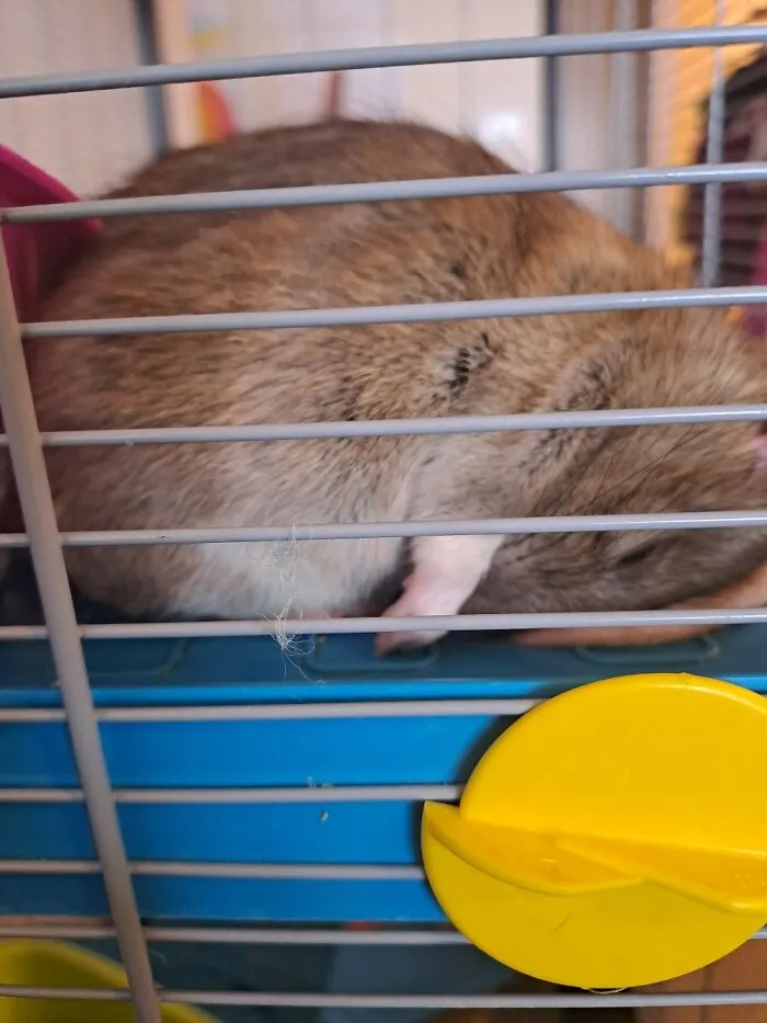 Sleepy Little Rat