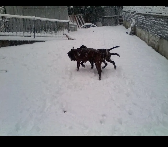 Two Tails, Eight Legs, One Entity In The Snow