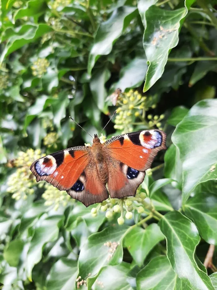 A Butterfly I Found