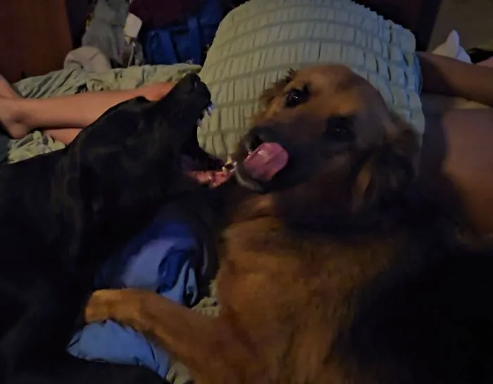 Needs Caption