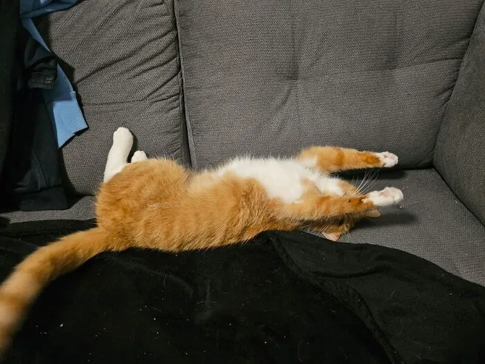 A Snoring Red Queen. She Loves To Sleep Like This