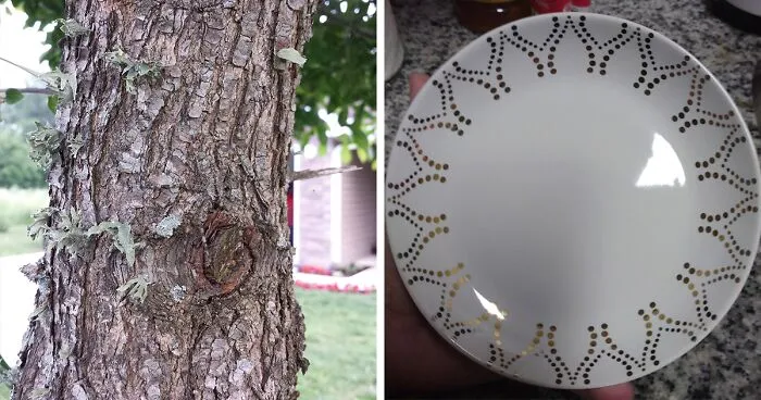 ‘When You See It’: 40 Perfectly Camouflaged Things That Will Probably Take Too Long To Find (New Pics)