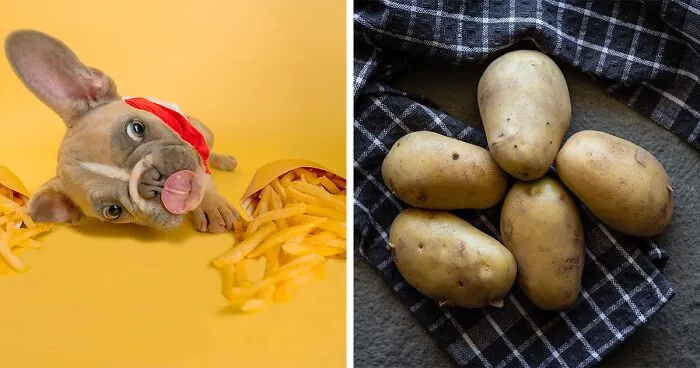 Can Dogs Eat Potatoes?