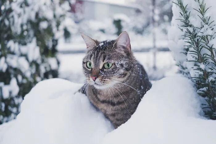 If You Have A Cat, These 30 Hacks May Interest You