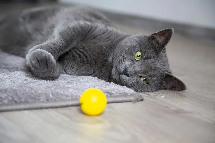 If You Have A Cat, These 30 Hacks May Interest You