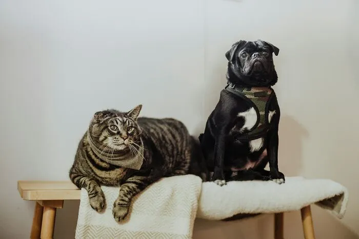 If You Have A Cat, These 30 Hacks May Interest You
