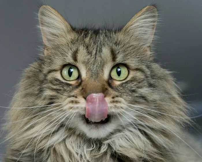 If You Have A Cat, These 30 Hacks May Interest You