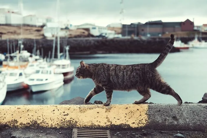 If You Have A Cat, These 30 Hacks May Interest You