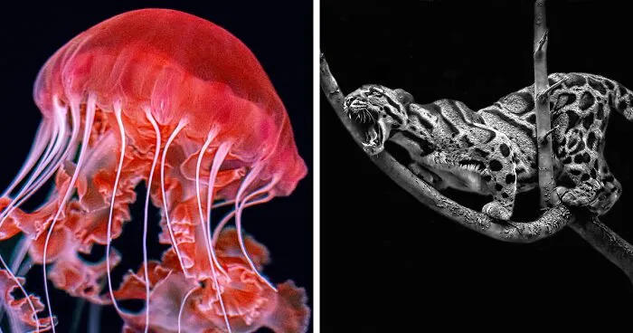 Budapest International Foto Awards 2023: 20 Winning Images That Take Us Into The Beautiful World Of Nature