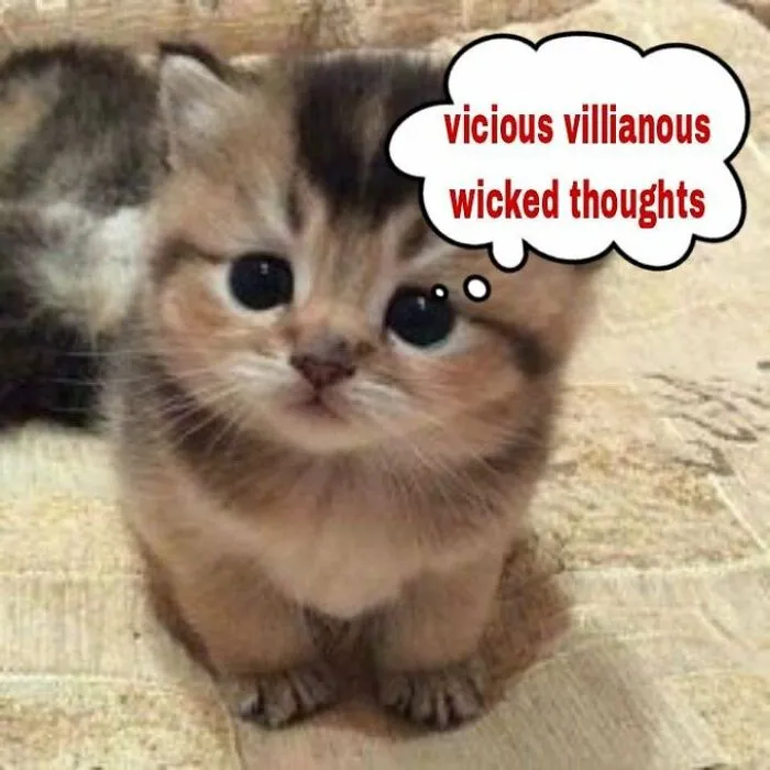 40 Of The Cutest And Most Chaotic Pics From This Twitter Account Dedicated To Cats (New Pics)
