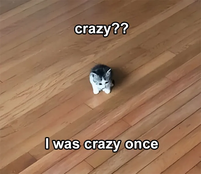 40 Of The Cutest And Most Chaotic Pics From This Twitter Account Dedicated To Cats (New Pics)