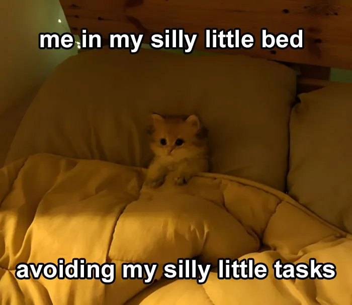 40 Of The Cutest And Most Chaotic Pics From This Twitter Account Dedicated To Cats (New Pics)