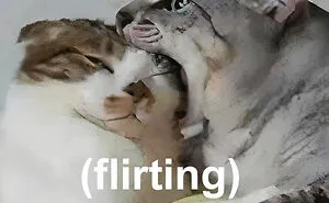 40 Of The Cutest And Most Chaotic Pics From This Twitter Account Dedicated To Cats (New Pics)