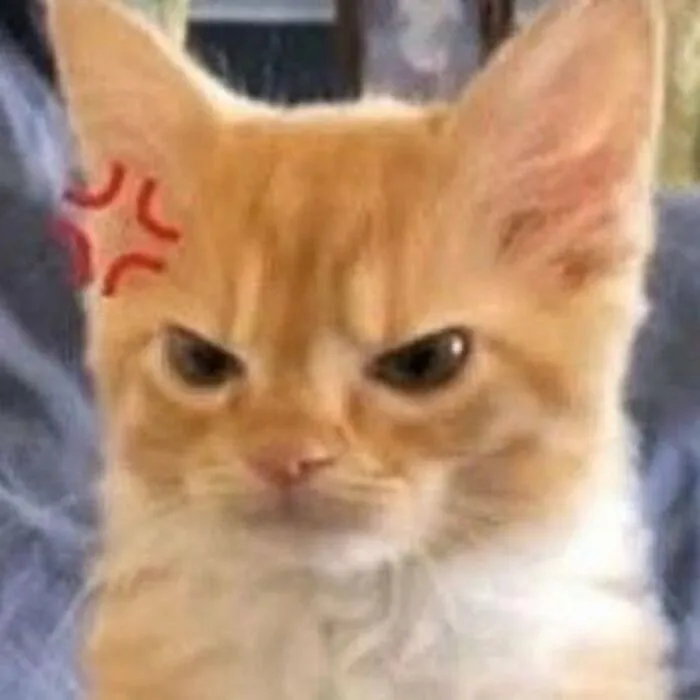 40 Of The Cutest And Most Chaotic Pics From This Twitter Account Dedicated To Cats (New Pics)