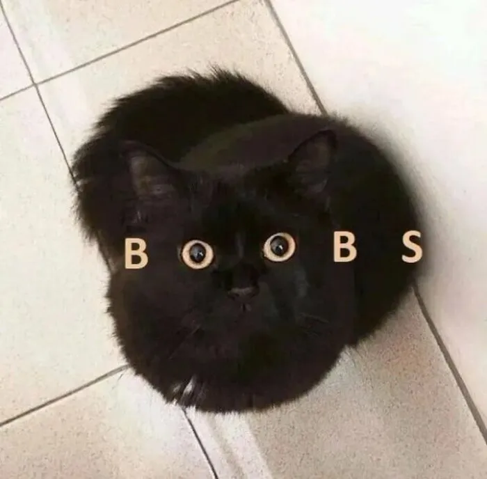 40 Of The Cutest And Most Chaotic Pics From This Twitter Account Dedicated To Cats (New Pics)