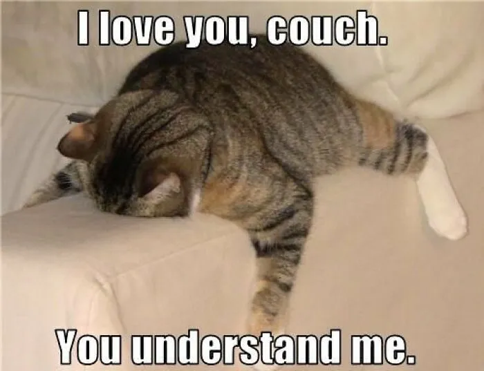 40 Of The Cutest And Most Chaotic Pics From This Twitter Account Dedicated To Cats (New Pics)